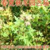 大量批发五角枫树苗 行道绿化苗 工程苗 包成活品种齐全量大价低