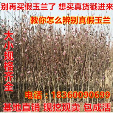 玉兰苗 常绿乔木批发 紫玉兰工程树1-5公分直径绿化苗木