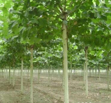 法桐树 园林栽植 绿化工程 10公分法桐树 速生法桐树