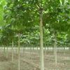 法桐树 园林栽植 绿化工程 10公分法桐树 速生法桐树