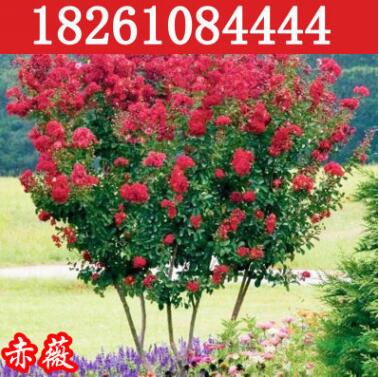 紫薇树苗庭院绿化苗木速生红火箭紫薇苗红火球百日红紫薇小苗批发图1