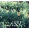 批发优质绿化工程 雪松树苗 喜马拉雅雪松小苗 品种齐全基地直销