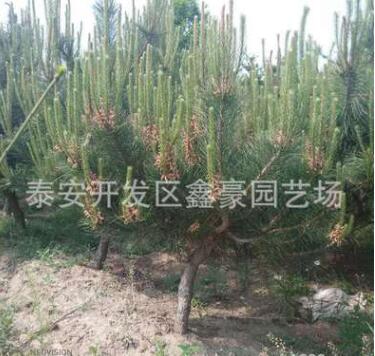 现货出售1米油松树苗 规格齐全价格低廉 1米以上油松树苗价格图3