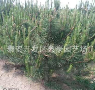 现货出售1米油松树苗 规格齐全价格低廉 1米以上油松树苗价格图2