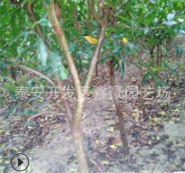 3公分石榴树苗批发 果石榴泰山红石榴软籽石榴树苗图3