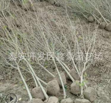 3公分石榴树苗批发 果石榴泰山红石榴软籽石榴树苗图2