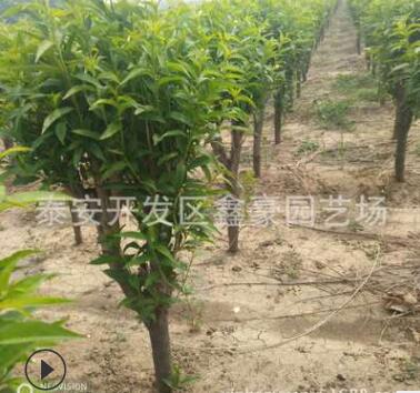 出售8公分龙柱碧桃 树形优美树干直 大红花龙柱碧桃价格图2