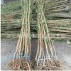基地直销高产杏树 金太阳杏树 嫁接批发杏树