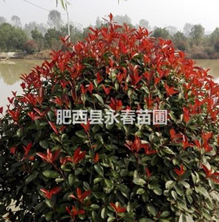 安徽地区供应精品红叶石楠球，200-250cm冠幅