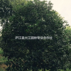 桂花