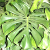 优质室内盆栽龟背竹净化空气量大优惠办公室绿化龟背竹