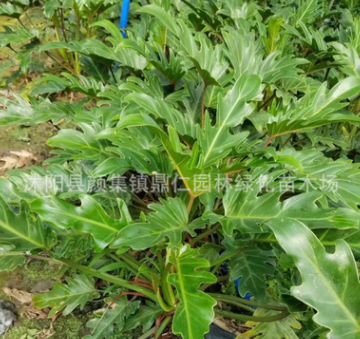 批发小天使观叶植物室内桌面盆栽花卉春羽水培土培净空气量大从优