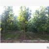3公分法桐 绿化苗木 优质法国梧桐供应 法桐树苗批发 价格实惠