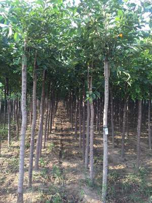 6公分长枝榆供应 长枝榆价格 数量多规格全 量越多优惠就越多