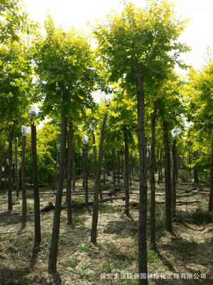 金叶榆供应 一级树 15公分金叶榆价格 数量多规格全