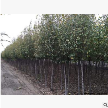 优质6公分园冠榆 一级树批发出售 园冠榆树苗价格 保定苗木