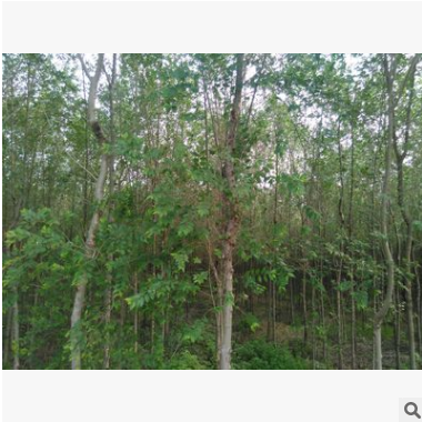 8公分长枝榆价格 优质长枝榆树苗批发 一级树供应 保定苗木