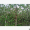 8公分长枝榆价格 优质长枝榆树苗批发 一级树供应 保定苗木