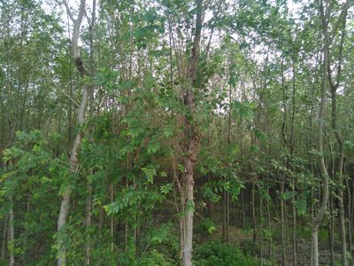 保定7公分长枝榆供应 一级树销售 长枝榆树苗价格 保定苗木