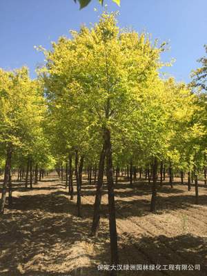 4公分矮接金叶榆供应 金叶榆价格 金叶榆树苗批发 河北苗木