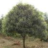 优质绿化苗木 7公分圆冠榆供应 价格实惠规格齐全