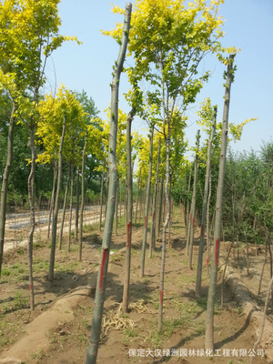 河北金叶榆价格 18公分金叶榆供应 一级树 河北金叶榆苗木基地