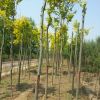 河北金叶榆价格 18公分金叶榆供应 一级树 河北金叶榆苗木基地