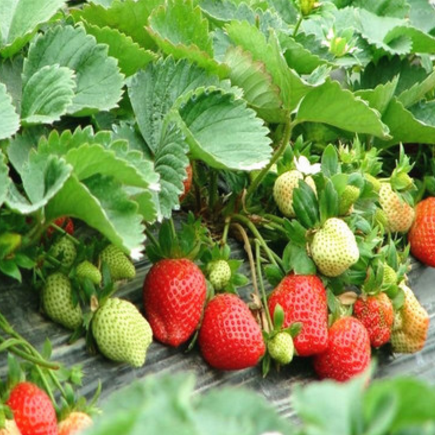 草莓价格 优质 四季草莓苗 章姬草莓苗 批发发货及时