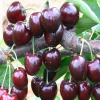 樱桃苗：黑珍珠樱桃 果实大 对高湿环境适应性强