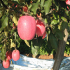 苹果苗 烟富8号是晚熟优良红富士苹果 糖度比普通红富士高度2度