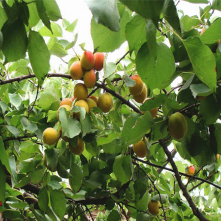杏树苗 新世纪杏树苗 早熟杏新品种 为红丰杏系的姊妹
