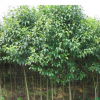 常年供应批发红花油茶 林木种子树苗成活率高品质保证量大优惠