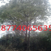 湖南长沙供应10-15公分全冠香樟常绿性风景树高度300cm香樟树全冠
