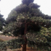 8-10-12--15-20-25公分造型罗汉松树桩盆景出售常绿风景树苗木