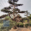 湖南长沙乐慧苗圃出售自然冠可以造型小叶罗汉松6-8-10-12-15-20