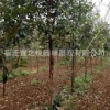 批发流苏树 桂花粘木油根子茶叶树耐盐碱行道庭荫防护树1-15公分