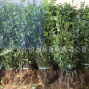 常绿植物大叶黄杨苗批发冬青庭院绿篱 工程绿化北海道黄杨小苗