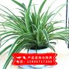 【 金边吊兰】 盆栽花卉 多年生草本植物 室内盆栽 吸收甲醛