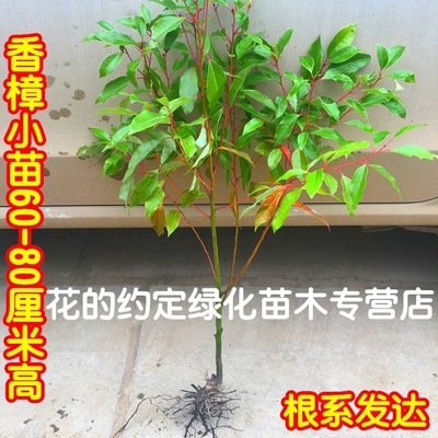 直销绿化苗木香樟树苗庭院大小叶香樟树樟树苗四季常青驱蚊树小苗图2