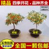 嫁接桂花苗 四季桂沉香桂金桂丹朱砂桂盆栽庭院桂花树苗包邮