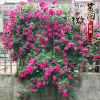 18.8元5棵6年蔷薇花苗当年开花多花盆栽地栽庭院阳台爬藤玫瑰月季