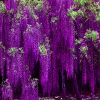 多花紫藤花苗树苗爬藤屋顶盆栽花园围墙庭院攀援植物朱腾紫藤萝