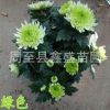 批发菊花 西安菊花小苗品种齐全 周至地被菊花基地直销