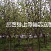 肥西大型乌桕基地、永远相信诚信可赢天下。守信方得人心、规格齐