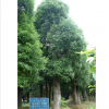 湖南森润富隆林业发展有限公司大型香樟树