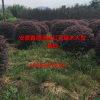 安徽地区供应红花继木球 红花继木球大型基地 红花继木价格