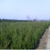 滁州蜀桧培育基地_安徽滁州昌盛蜀桧