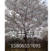山东染井吉野基地，山东青岛染井吉野小苗 基地，山东早樱，青岛染井吉野高杆樱花