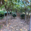 山东樱花基地|山东青岛6公分樱花
