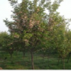 山东樱花基地|山东青岛5公分樱花